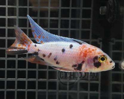 OB Peacock (4"+ Male)