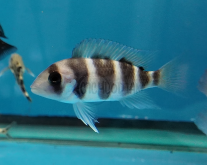 Frontosa 6-Stripe Burundi F1