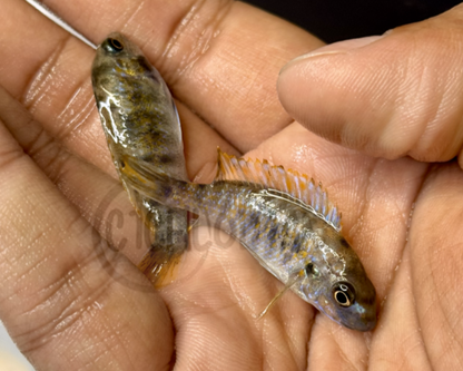 Labeotropheus Fuelleborni MC