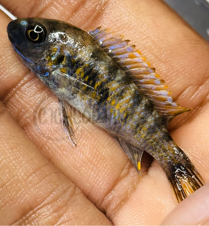 Labeotropheus Fuelleborni MC