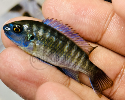 Labeotropheus Fuelleborni MC