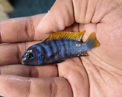 Metriaclima Sp. Red Top Gallireya Reef Zebra