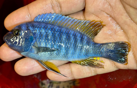 Blue Gold Fuelleborni