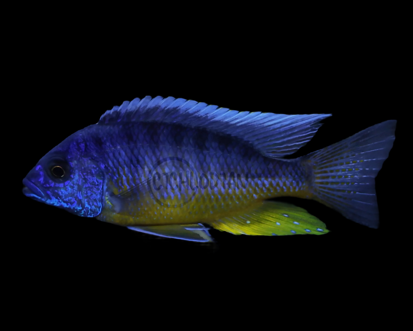 Insignis - Protomelas sp. Spilonotus Tanzania