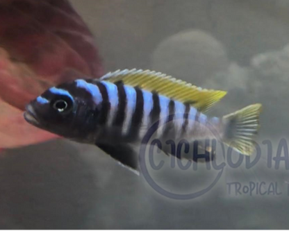 Jalo Reef Afra - Cynotilapia Zebroides