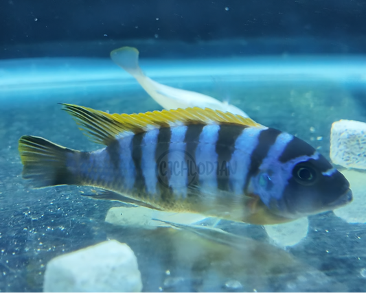 Zebra Long Pelvic Mdoka (VERY RARE)
