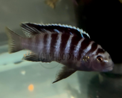 Labidochromis sp. Zebra Lundo Island (RARE)