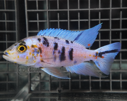 Platinum OB (4"+ Male)