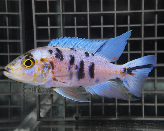 Platinum OB (4"+ Male)