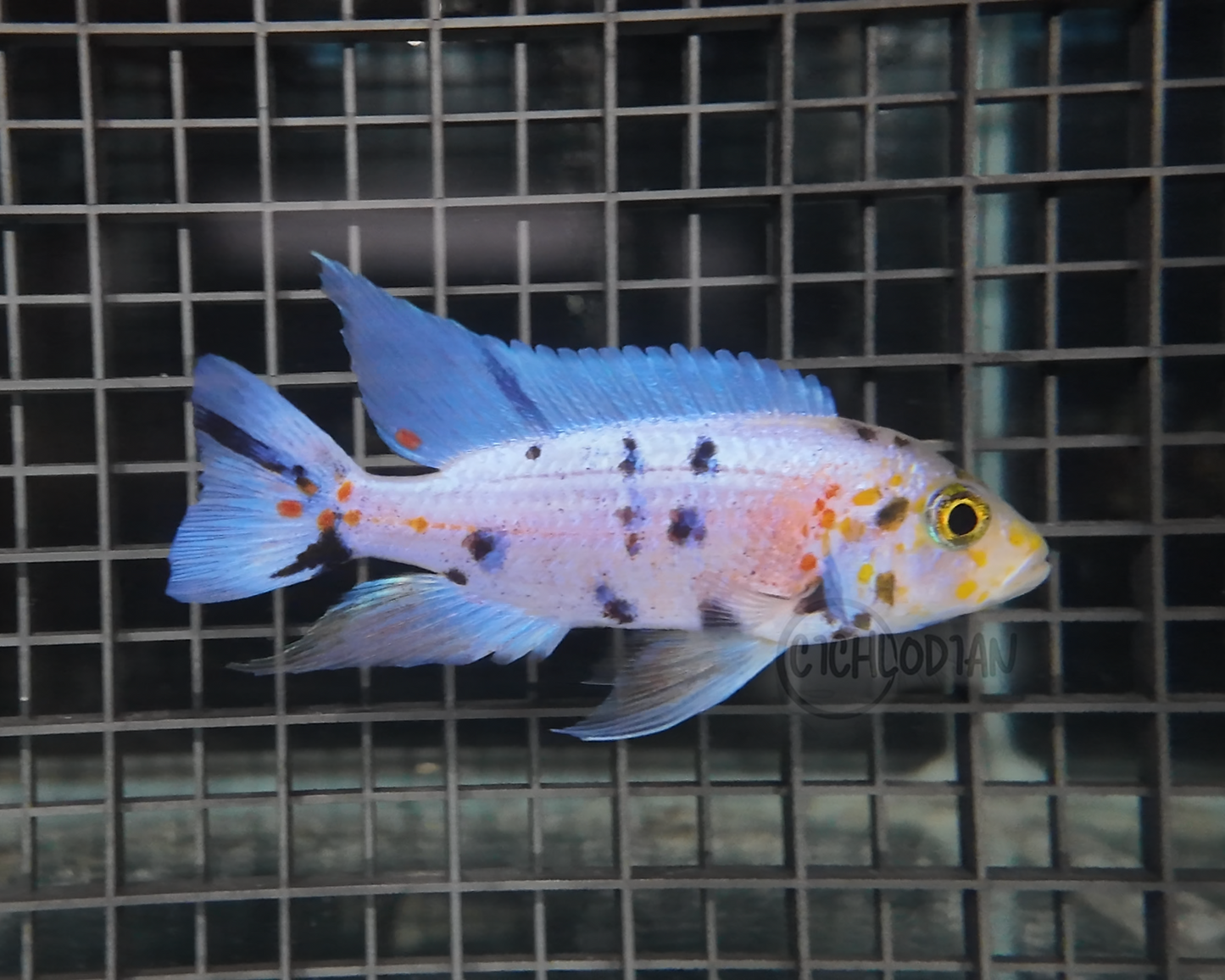 Platinum OB (4"+ Male)