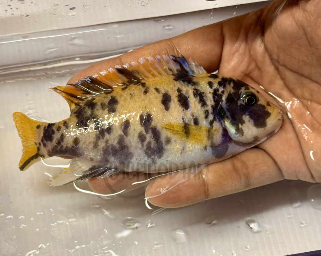 Metriaclima sp. Mbenji Zebra Ruby OB Special