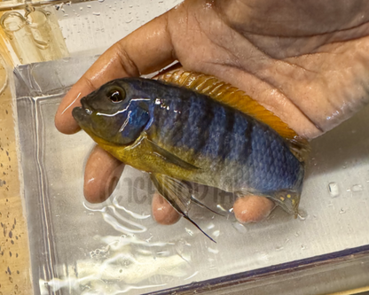 Metriaclima Mbenji