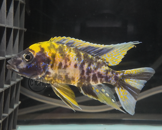 Yellow OB (4"+ Male)