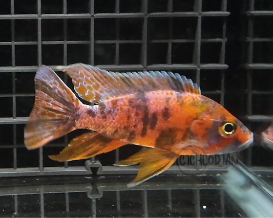 OB Orange Peacock (4" Male)