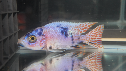 Platinum OB (4"+ Male)