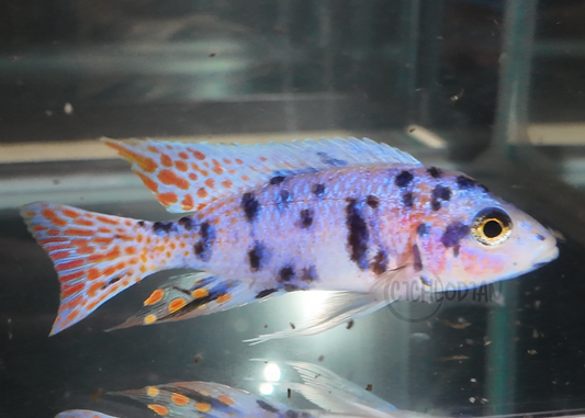 Platinum OB (4"+ Male)