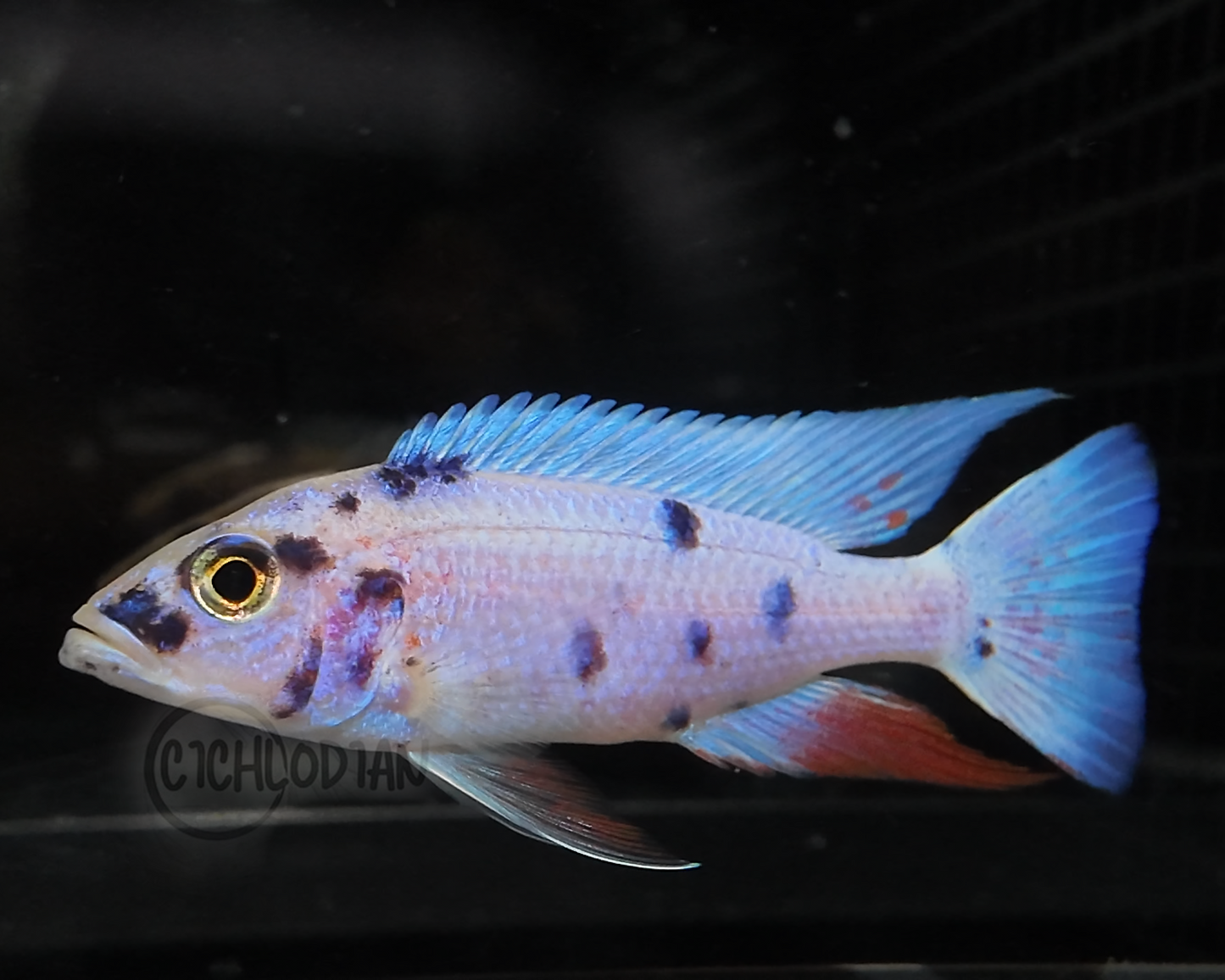 Platinum OB (4"+ Male)