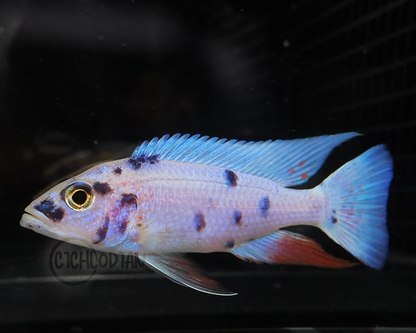Platinum OB (4"+ Male)