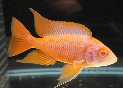 Albino Orange Hybrid OB (4"+ Male)