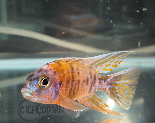 OB Peacock (4"+ Male)