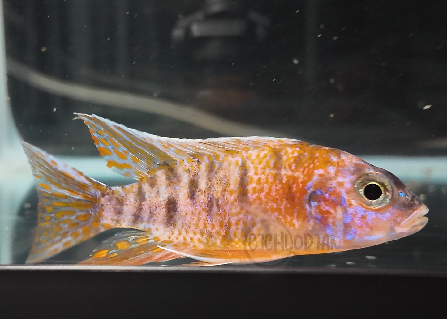 OB Peacock (4"+ Male)