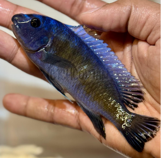 Labeotropheus Trewavasae Red Stripe Manda