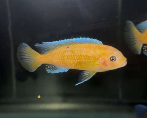 Pseudotropheus Elongatus Orange Sunburst