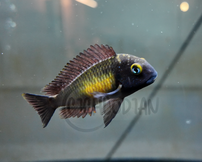 Tropheus Mplungu F1