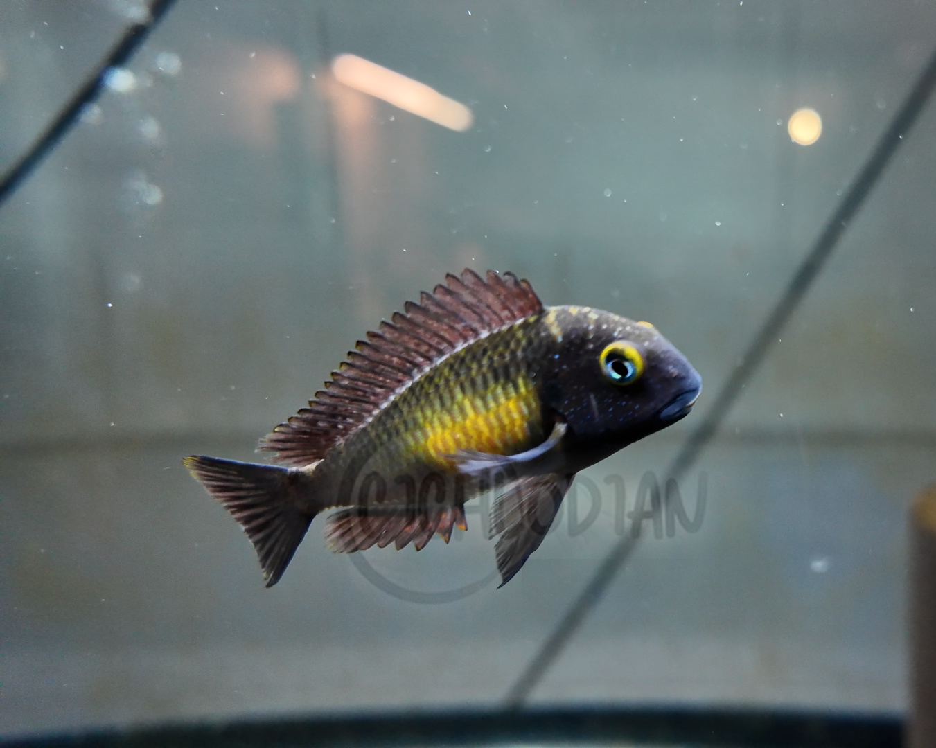 Cichlodian cichlodian