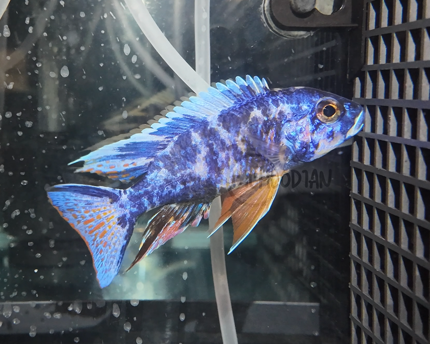 Blueberry OB Peacock (4"+ Male)