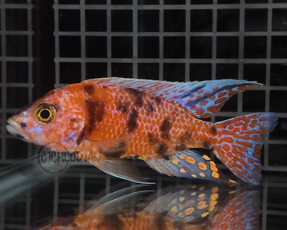 Strawberry OB (4"+ Male)