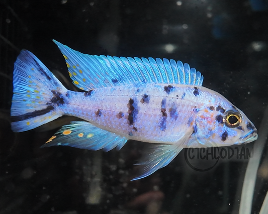 Platinum OB (4"+ Male)
