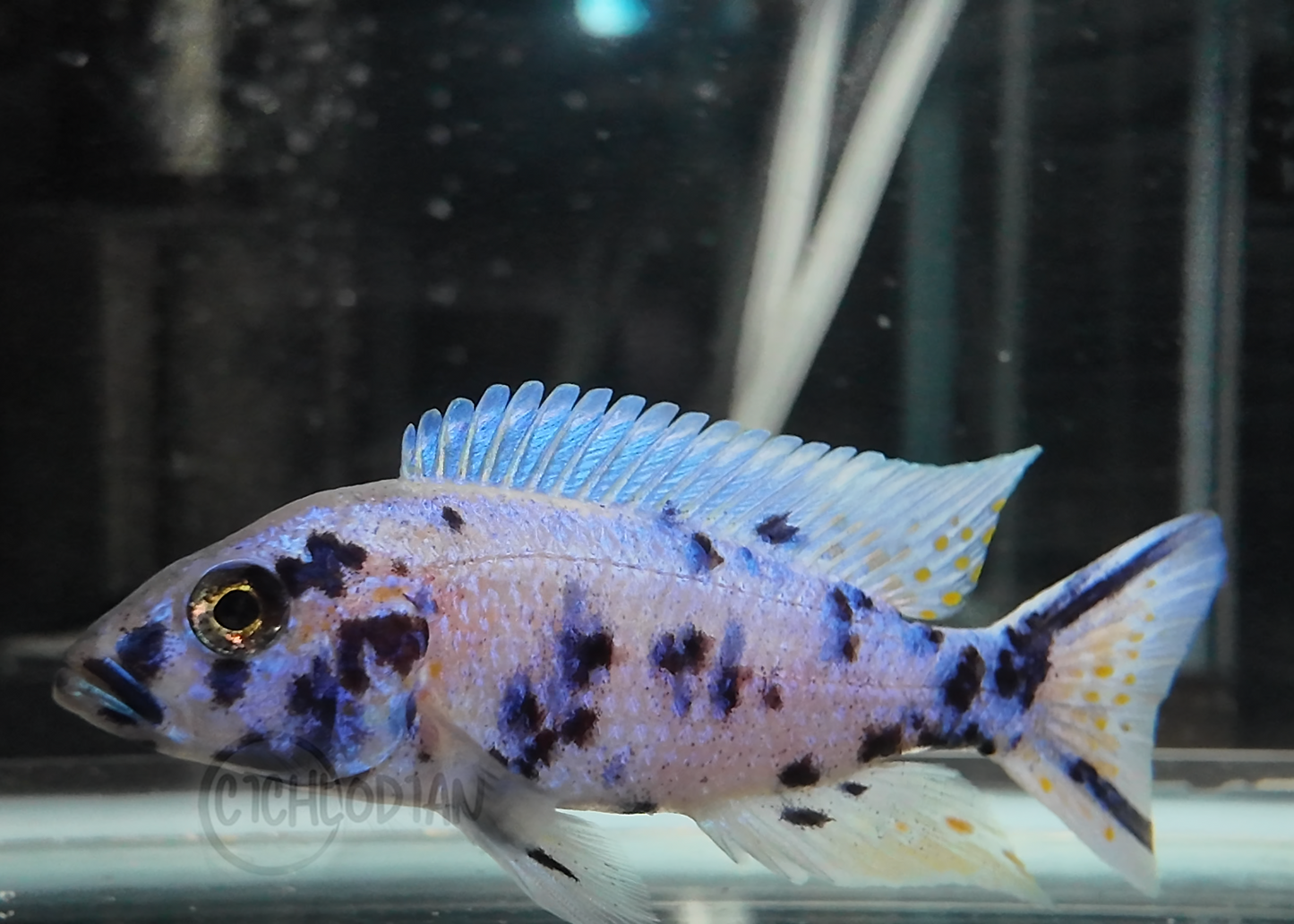 Platinum OB (4"+ Male)