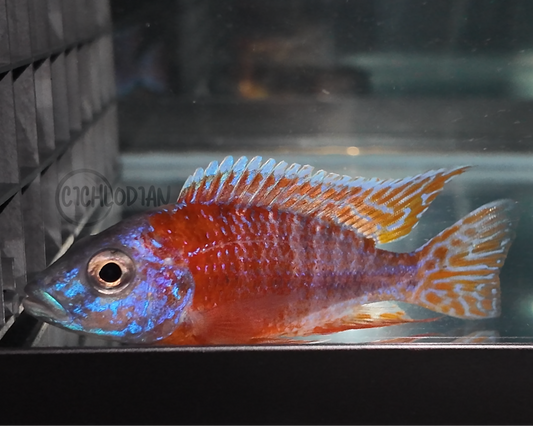Rubescens (4"+ Male)bc