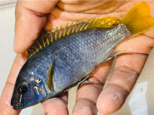 Yellow Tail Acei