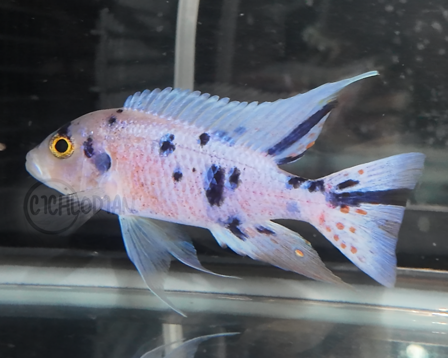 Platinum OB (4"+ Male)