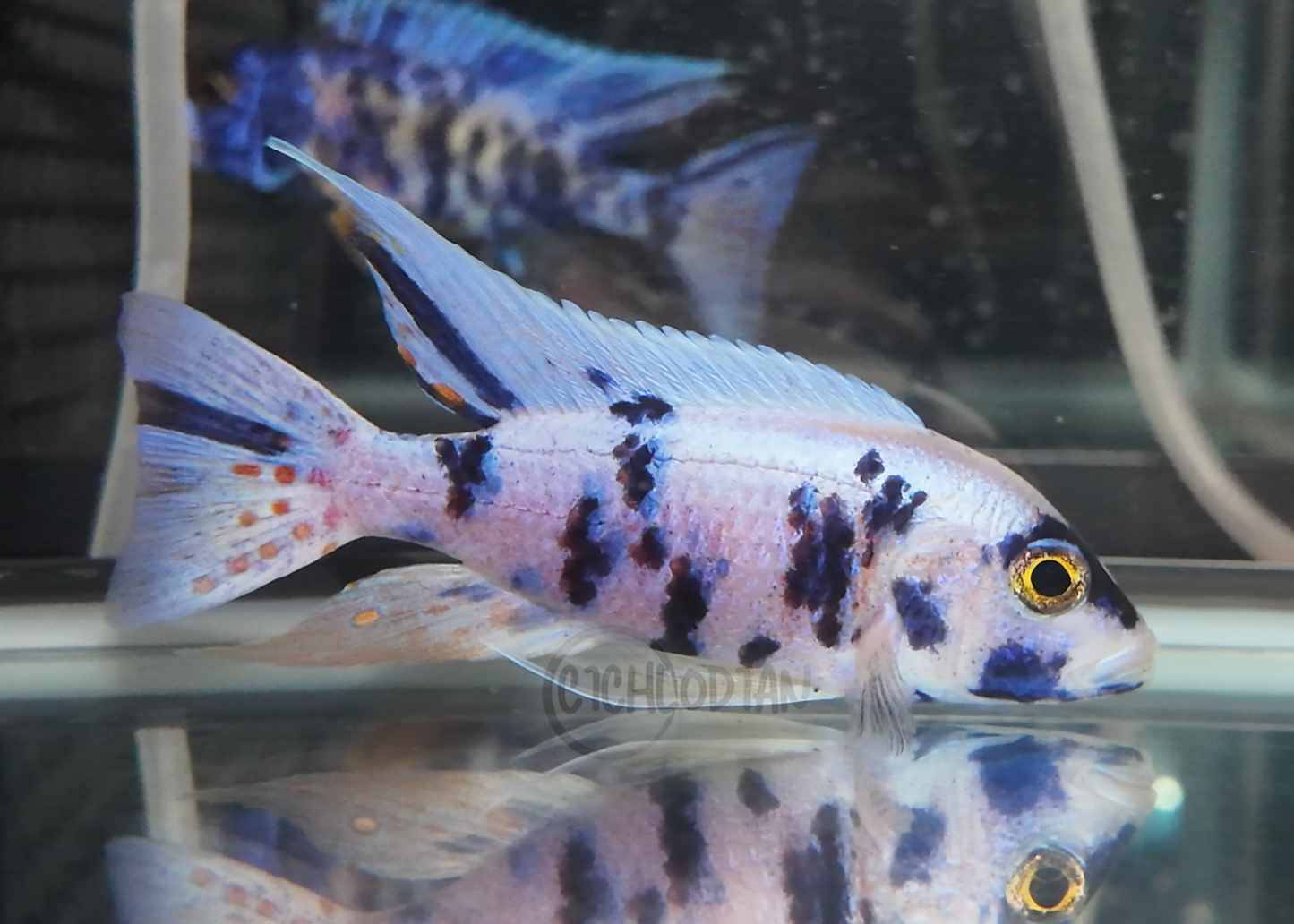 Platinum OB (4"+ Male)