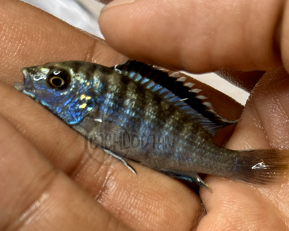 Labidochromis sp. Zebra Lundo Island (RARE)