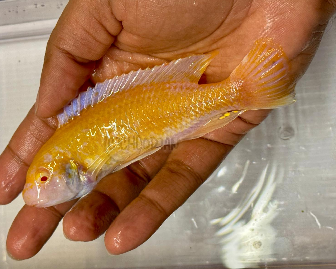 Labeotropheus Trewavasae Albino Red Stripe (VERY RARE)