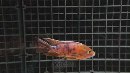 OB Orange Peacock (4" Male)