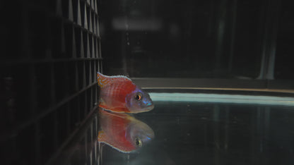 Rubescens (4"+ Male)bc