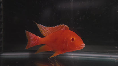 Albino Dragon Blood (5" Male)