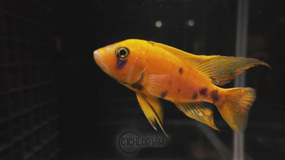 Tangerine OB Peacock (4"+ Male)