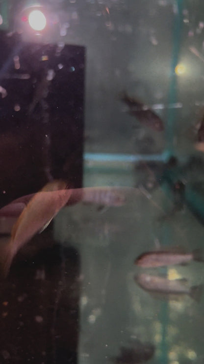Cynotilapia Afra White Top
