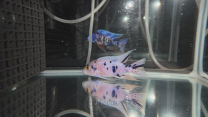 Platinum OB (4"+ Male)