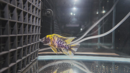 Yellow OB (4"+ Male)