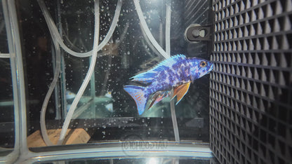 Blueberry OB Peacock (4"+ Male)