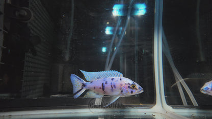 Platinum OB (4"+ Male)