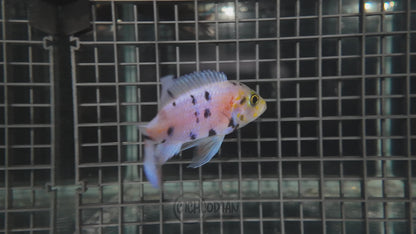 Platinum OB (4"+ Male)