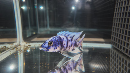 Blueberry OB (4"+ Male)